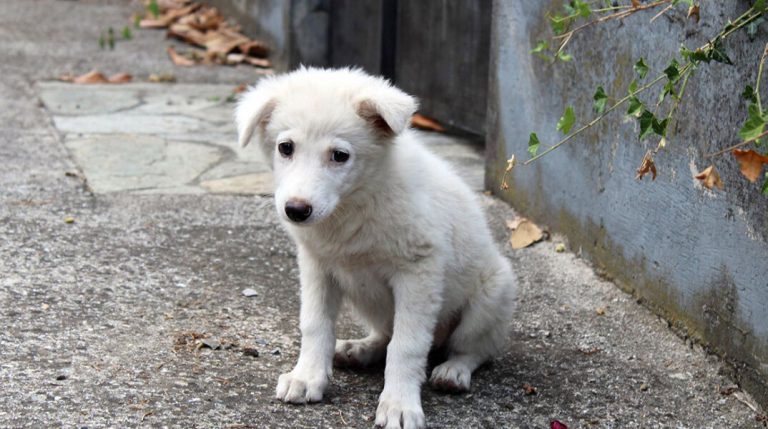 Υποβολή μήνυσης – έγκλησης κατ’ αγνώστων για εγκατάλειψη αδέσποτων ζώων στα όρια του Δήμου Λεβαδέων.